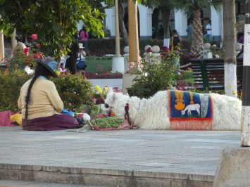 B3Jediná lama v provincii Ancash