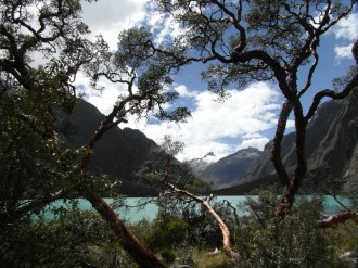 D5Chininovníky u laguny Llanganuco